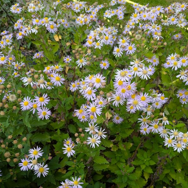 Aster ageratoides 'Asran'