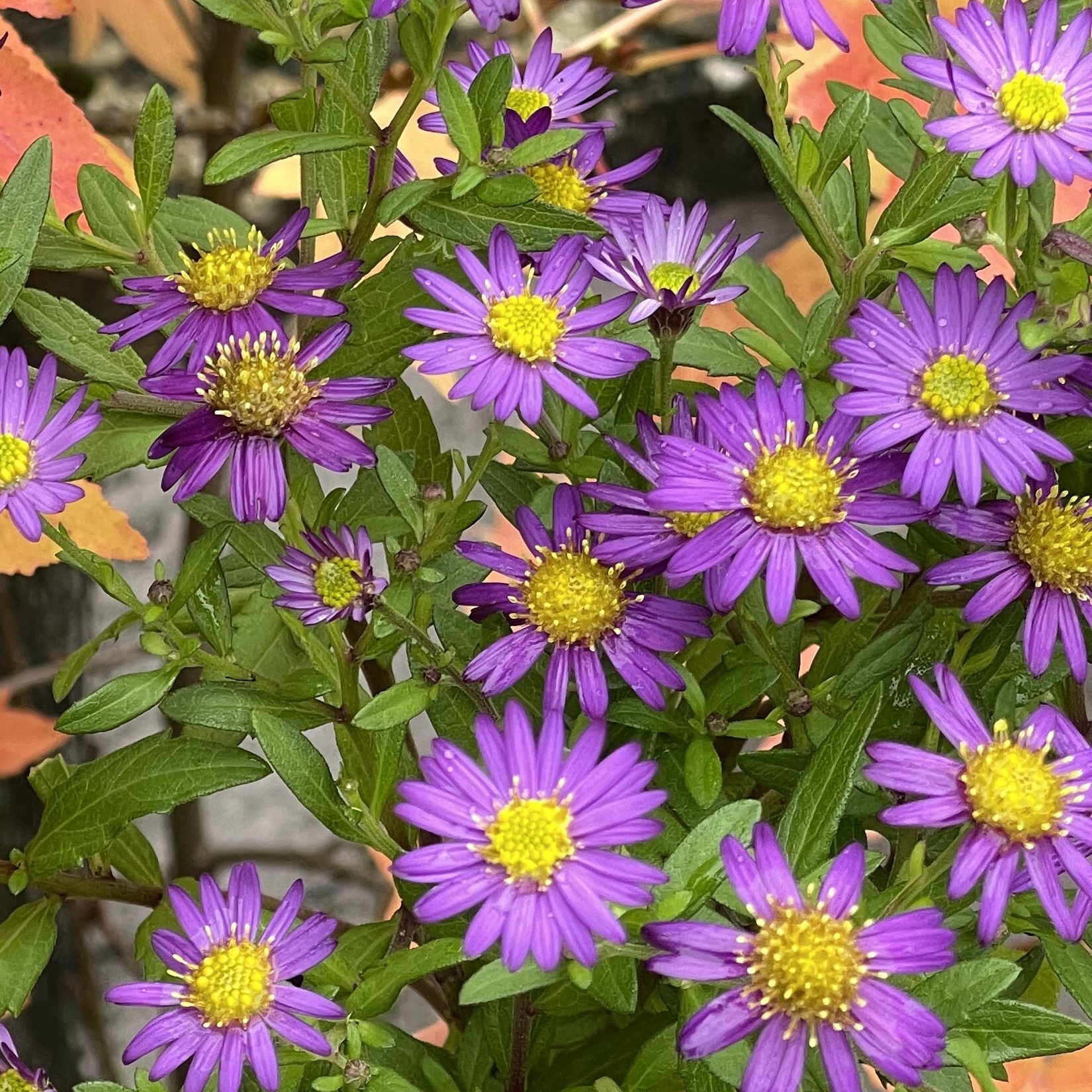 Aster ageratoides 'Ezo Murasaki' – Bild 2
