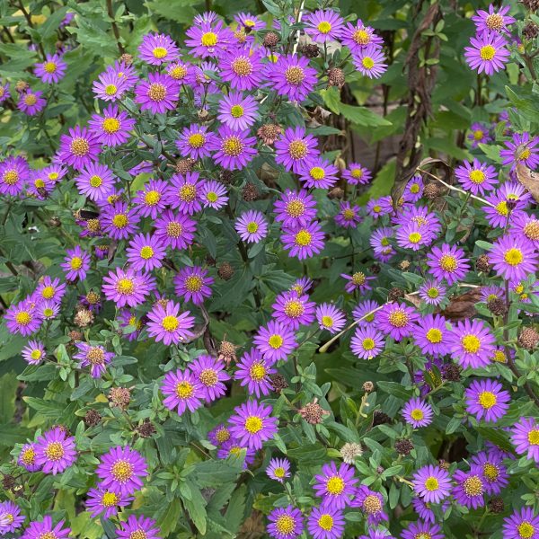 Aster ageratoides 'Ezo Murasaki'