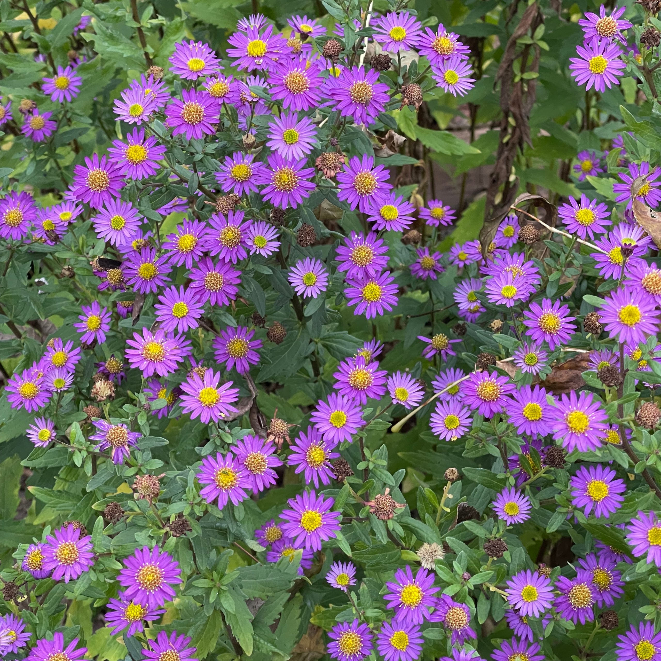 Aster ageratoides 'Ezo Murasaki'