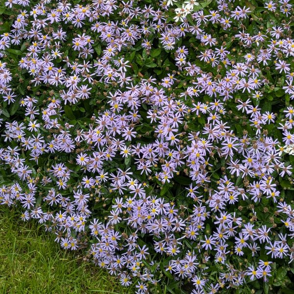 Aster ageratoides var. adustus 'Nanus'