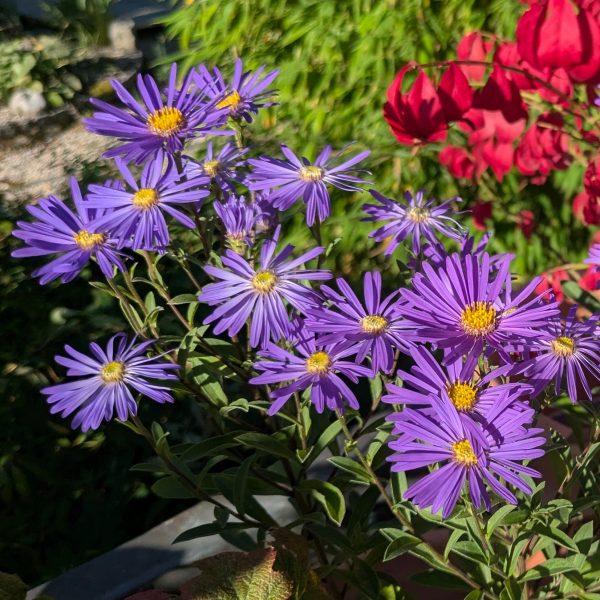 Aster amellus 'Veilchenkönigin'
