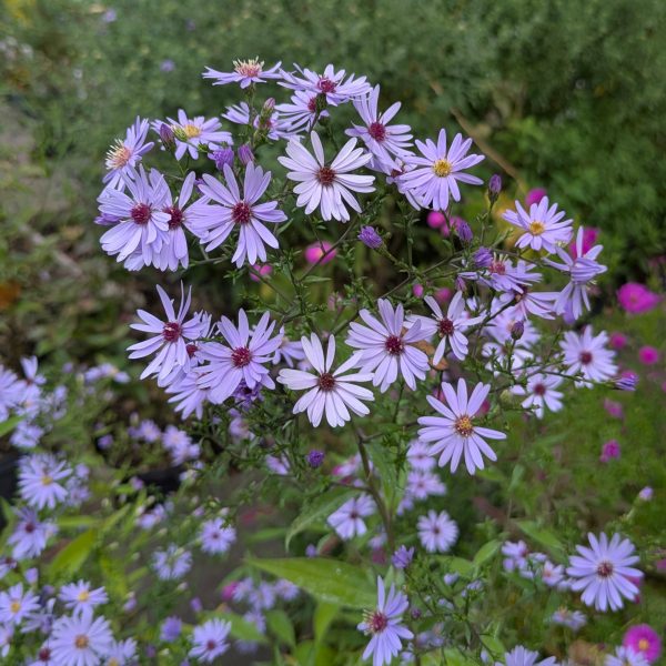 Aster cordifolius 'Little Carlow'