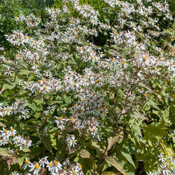 Aster divaricatus