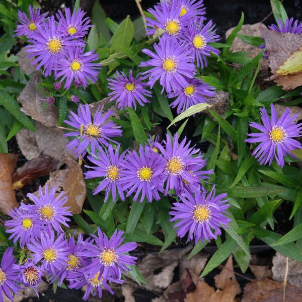 Aster dumosus 'Augenweide'