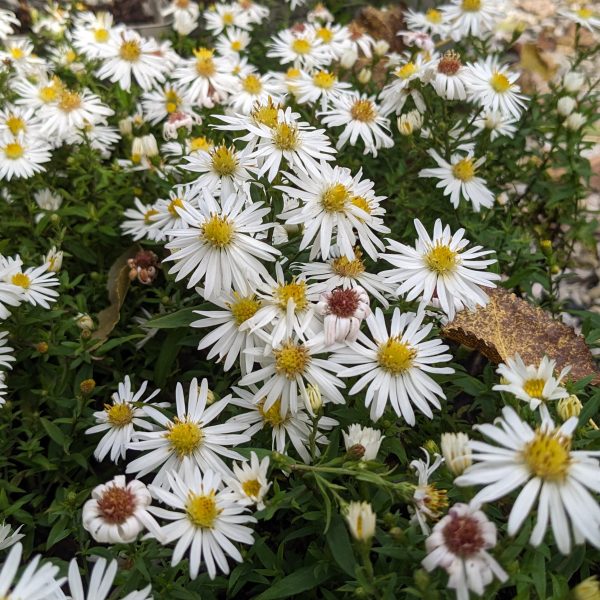 Aster dumosus 'Niobe'