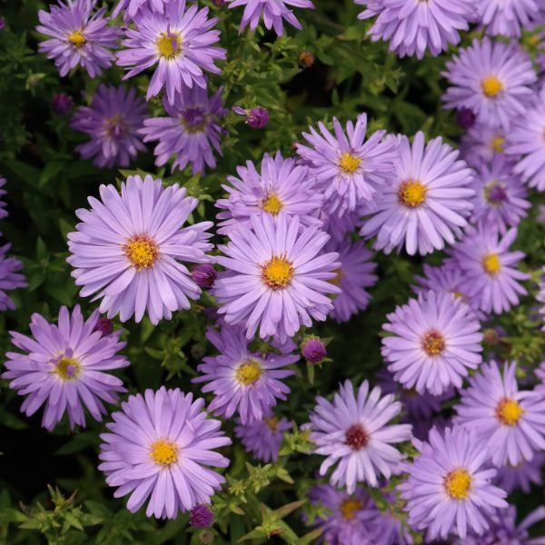 Aster dumosus 'Prof. Anton Kippenberg'