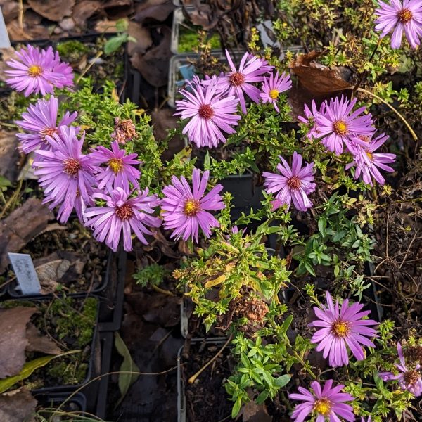 Aster dumosus 'Rosenwichtel'