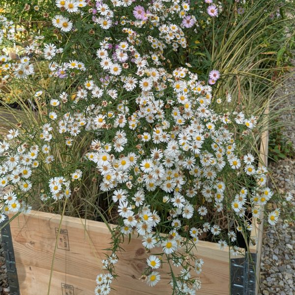 Aster ericoides 'Hug'