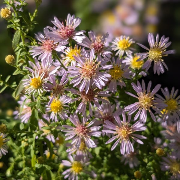 Aster ericoides/ vimineus 'Lovely'