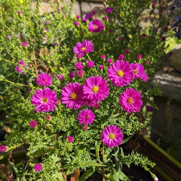 Aster ericoides 'Pixie Red Eye'