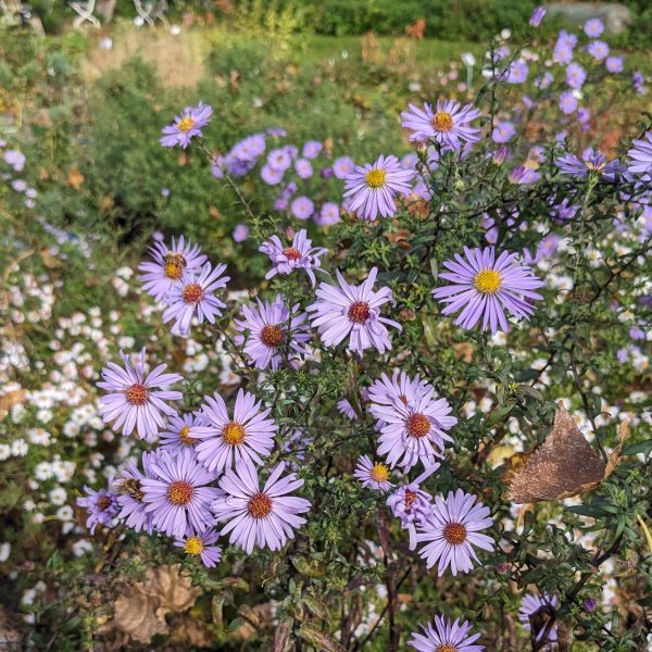 Aster laevis 'Calliope'