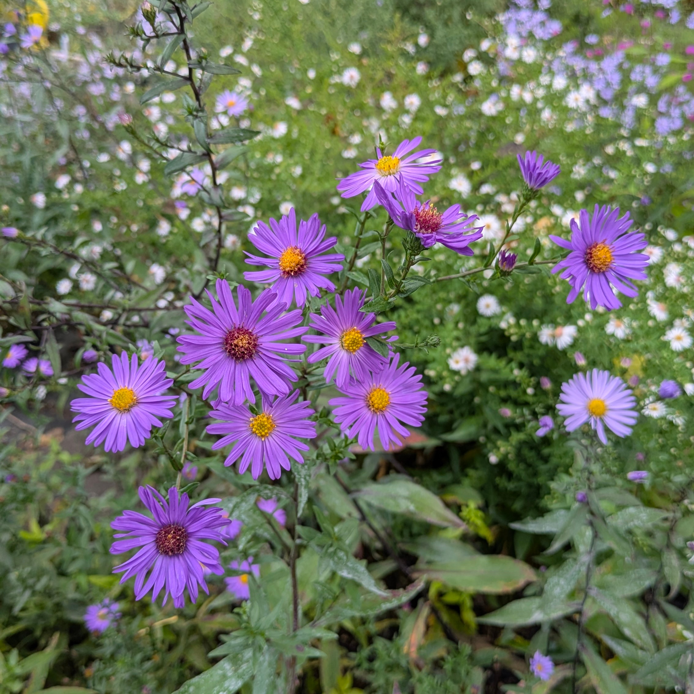 Aster laevis 'Orpheus'