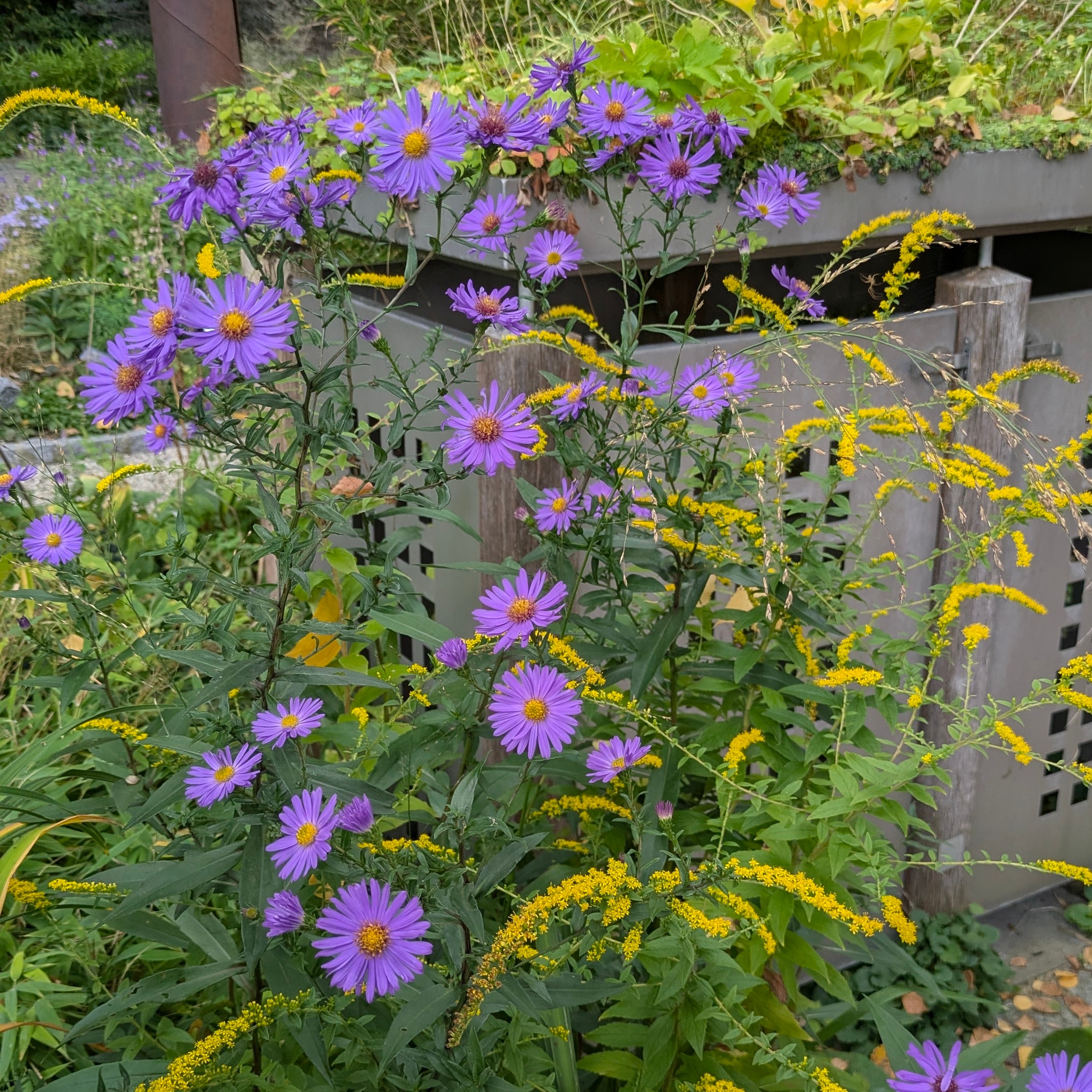 Aster laevis 'Orpheus' – Bild 2