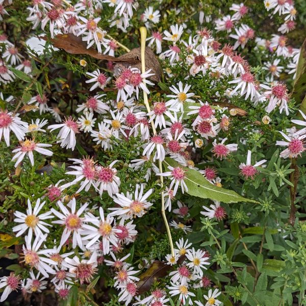 Aster lateriflorus 'Chloe'