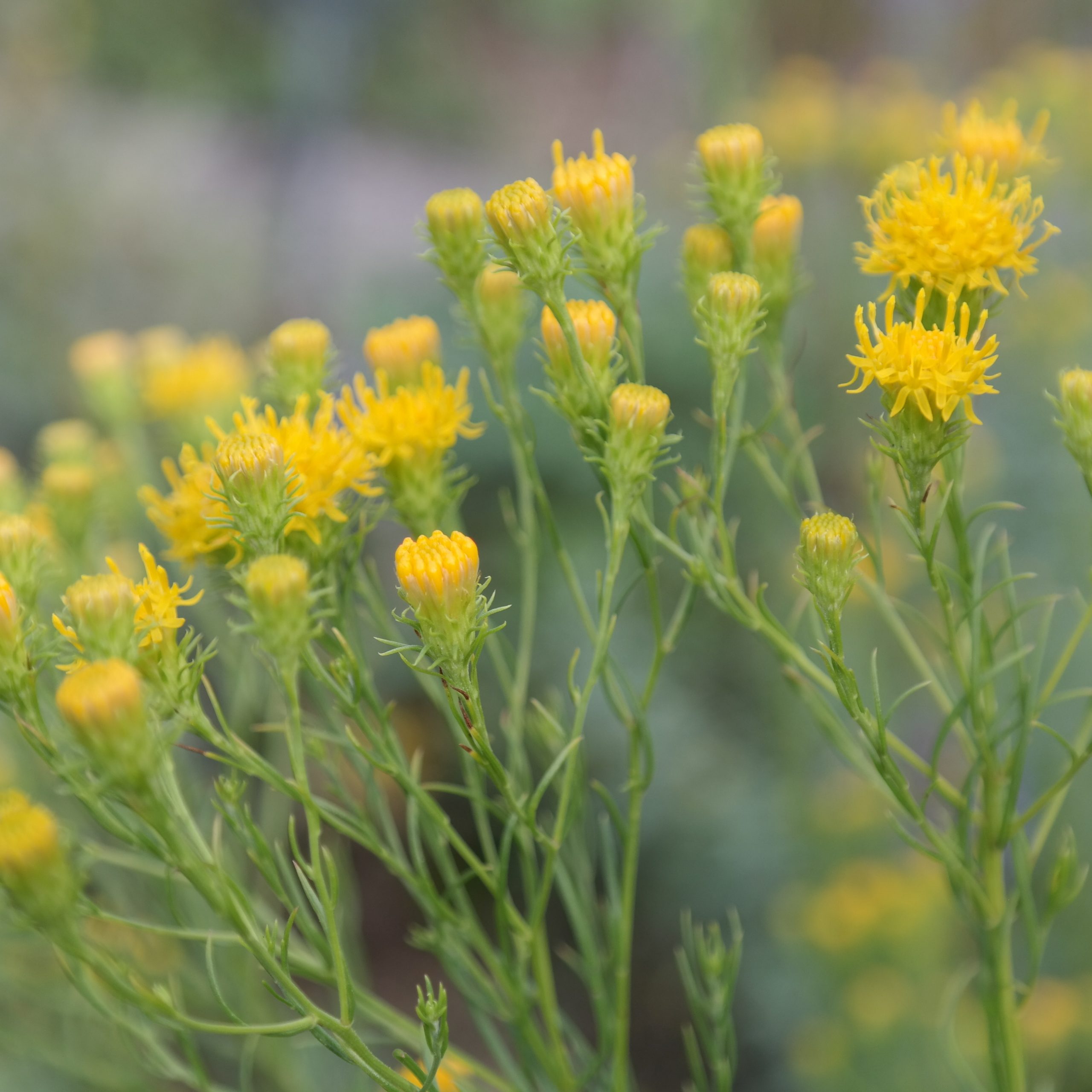 Aster linosyris – Bild 2