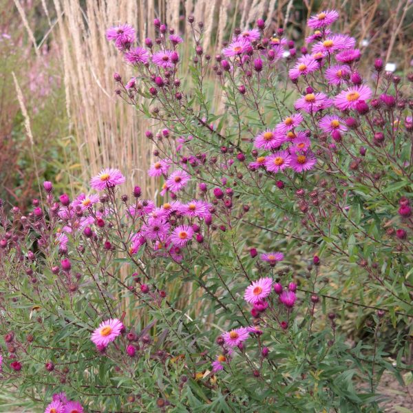 Aster novae-angliae 'Andenken an Paul Gerber'