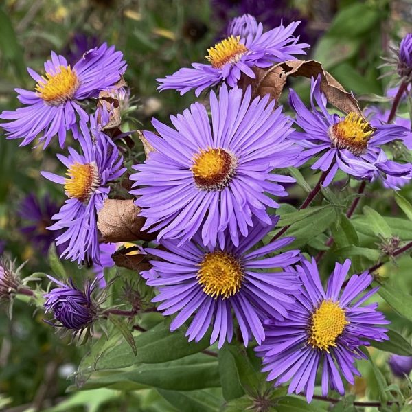 Aster novae-angliae 'Barr's Blue'