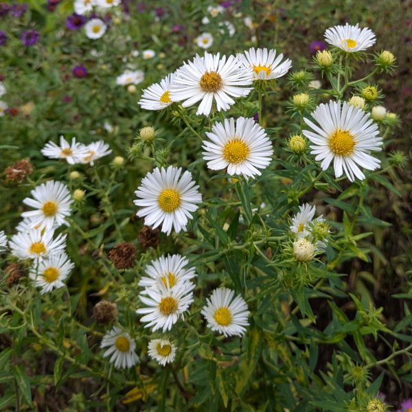 Aster novae-angliae 'Herbstschnee'