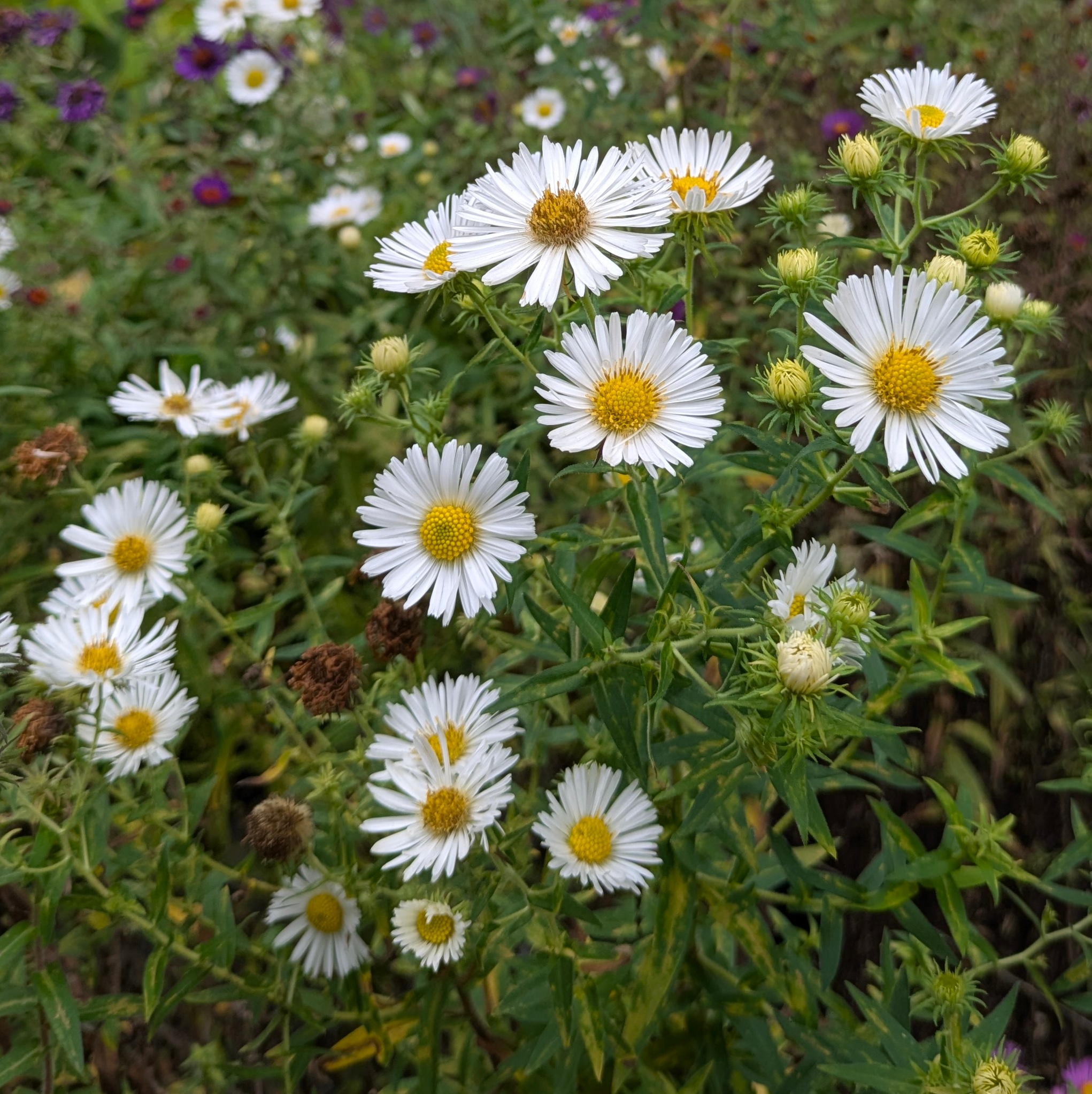 Aster novae-angliae 'Herbstschnee'