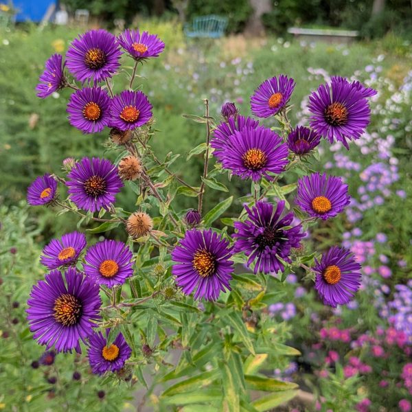 Aster novae-angliae 'Nachtauge'