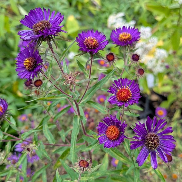 Aster novae-angliae 'Violetta'