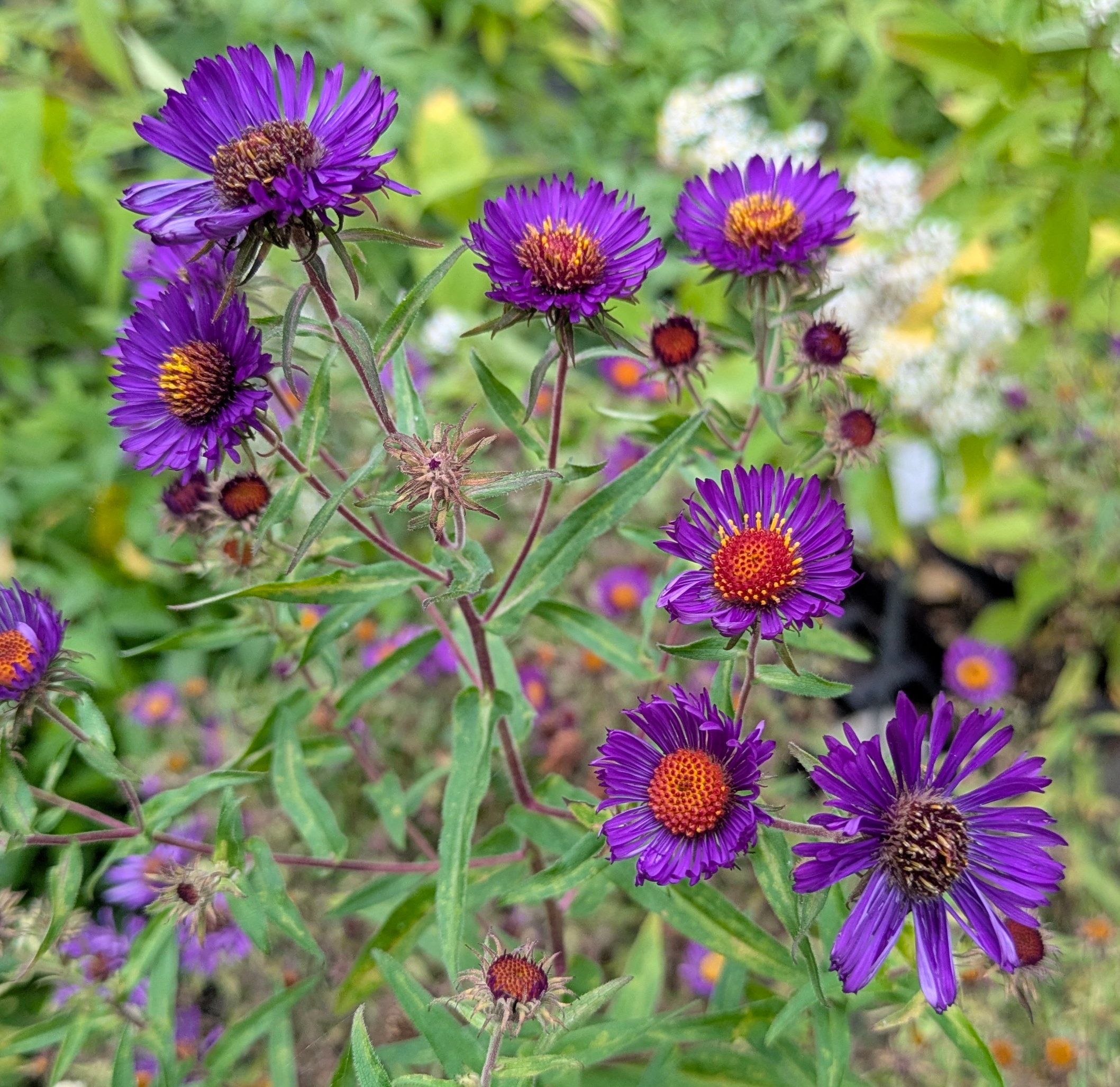 Aster novae-angliae 'Violetta'