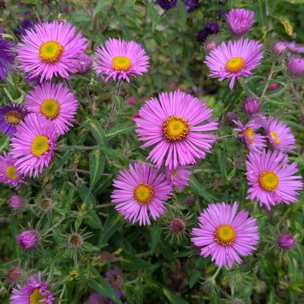 Aster novae-angliae 'Wineflower'