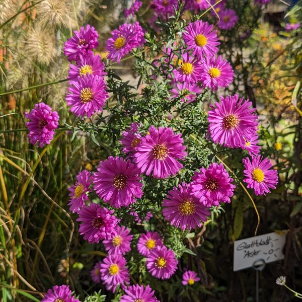 Aster novi-belgii 'Karminkuppel'