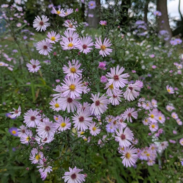 Aster novi-belgii 'Le Vasterival'