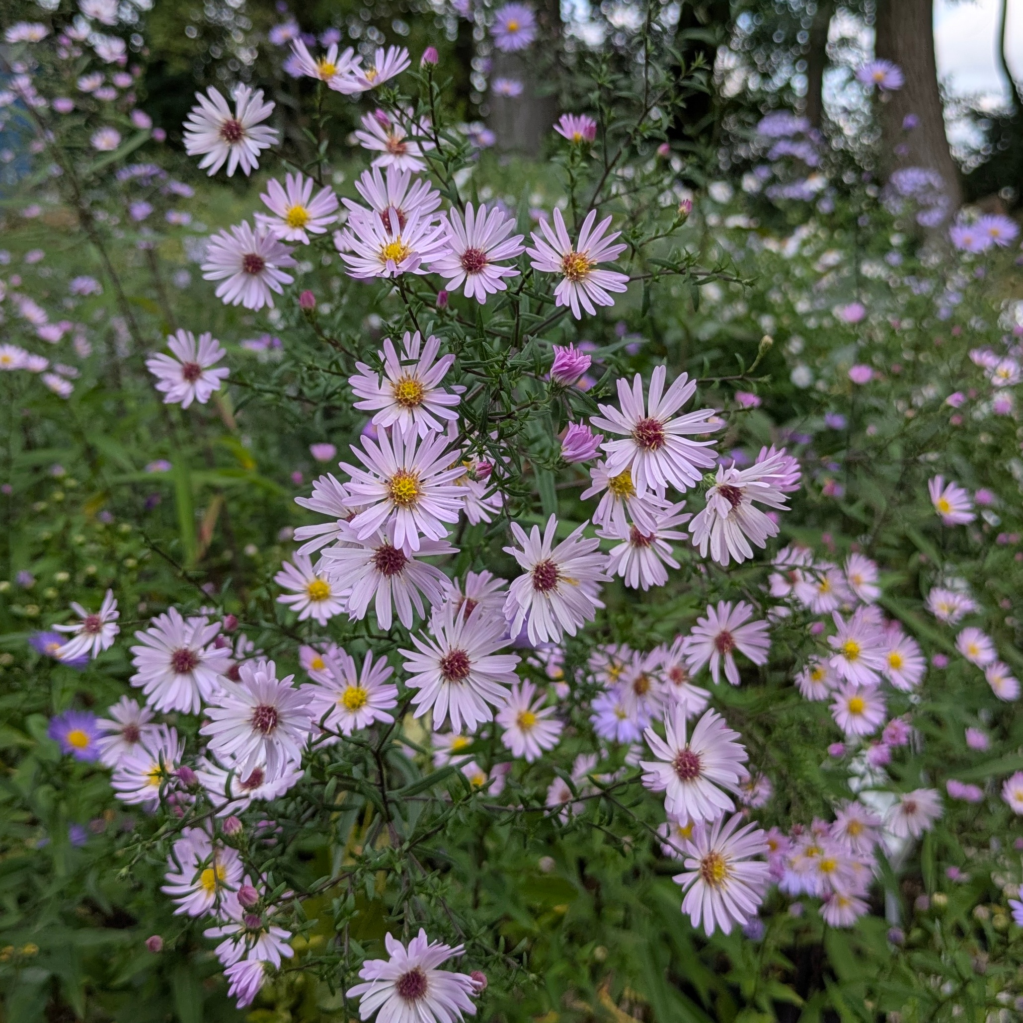 Aster novi-belgii 'Le Vasterival'