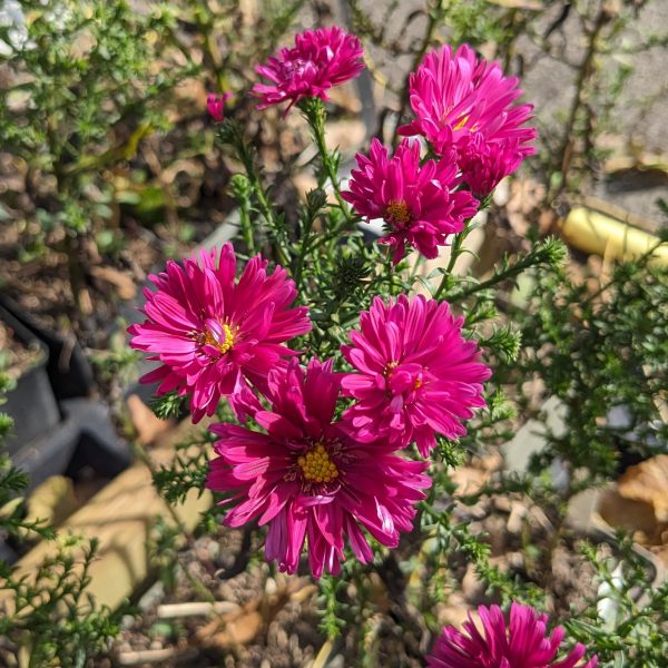 Aster novi-belgii 'Royal Ruby'