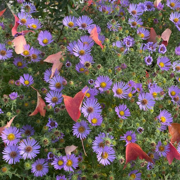Aster oblongifolius 'Raydon's Favorite'