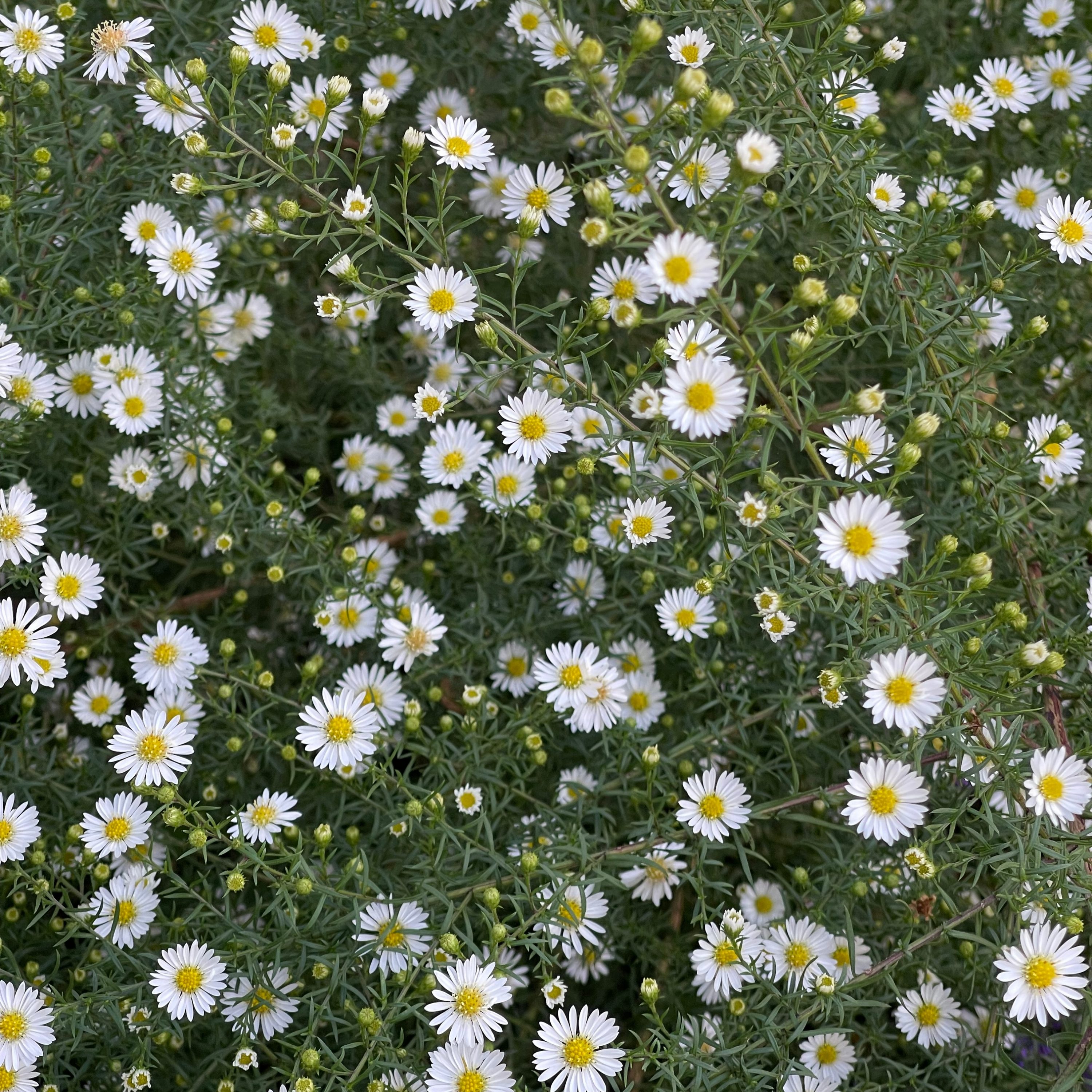 Aster pilosus