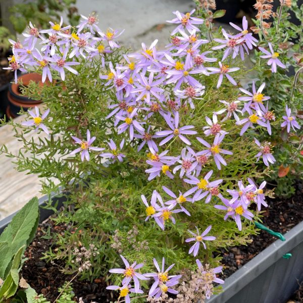 Aster sedifolius 'Nanus'
