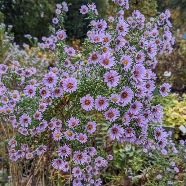 Aster x amethystinus 'Freiburg'