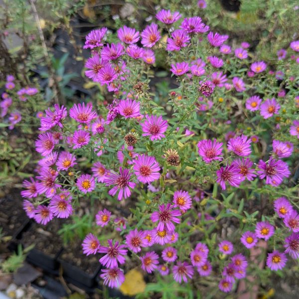 Aster x amethystinus 'Herbstleuchten'