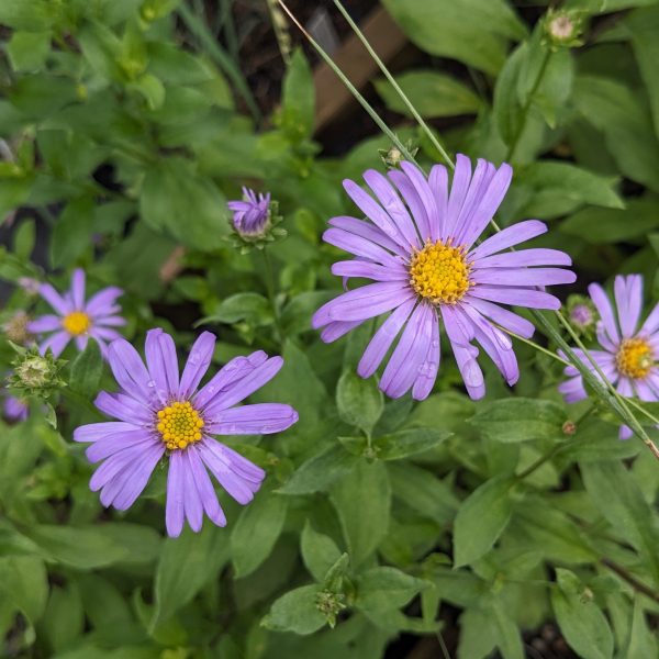 Aster x frikartii 'Jungfrau'