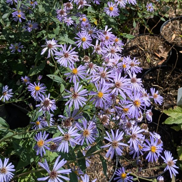 Aster x herveyi 'Twilight'