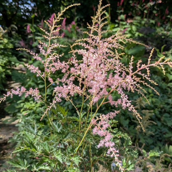 Astilbe Glaberrima-Hybr. 'Sprite'