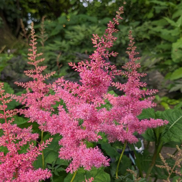 Astilbe Arendsii-Hybr. 'Anita Pfeifer'