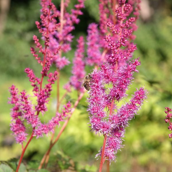 Astilbe chinensis var. taquetii 'Purpurlanze'