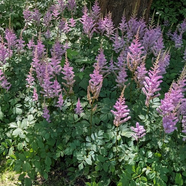 Astilbe chinensis var. pumila