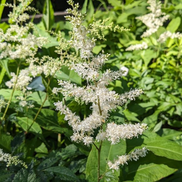 Astilbe Japonica-Hybr. 'Deutschland'