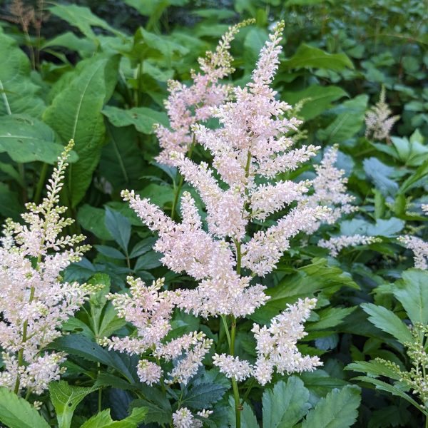 Astilbe Japonica-Hybr. 'Europa'