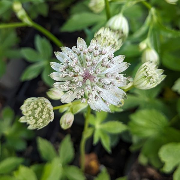 Astrantia major