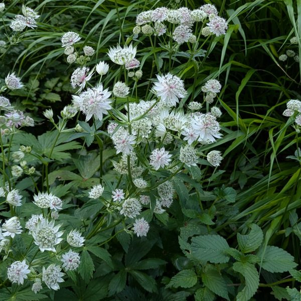 Astrantia major 'Buckland'
