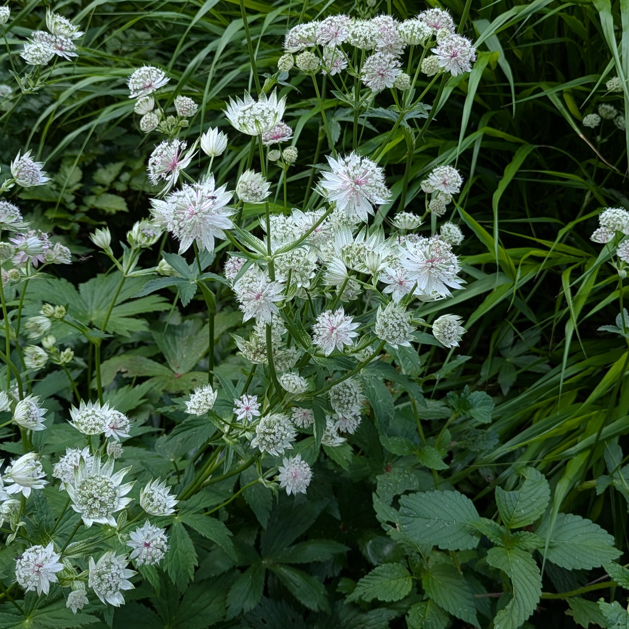 Astrantia major 'Buckland'