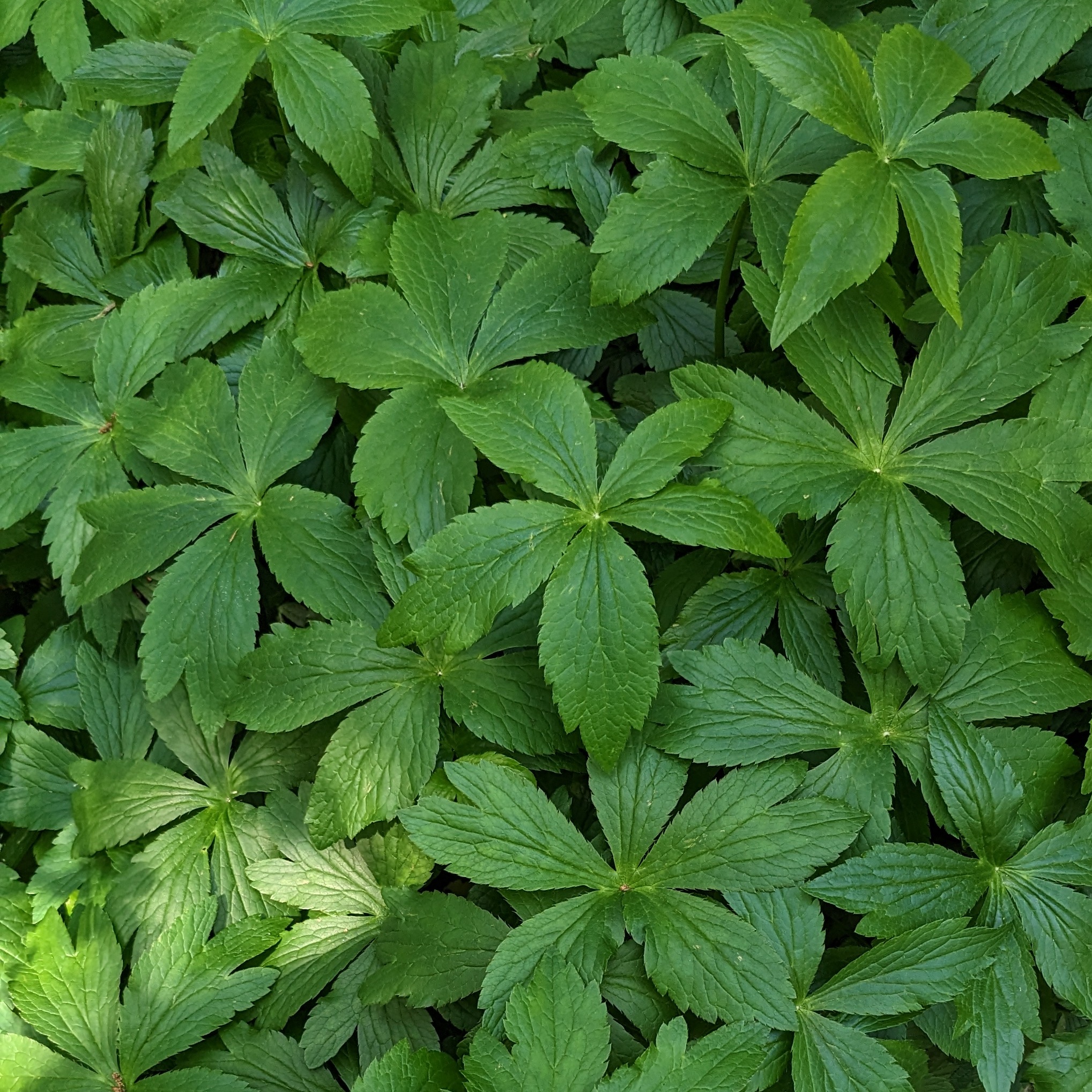 Astrantia major – Bild 2