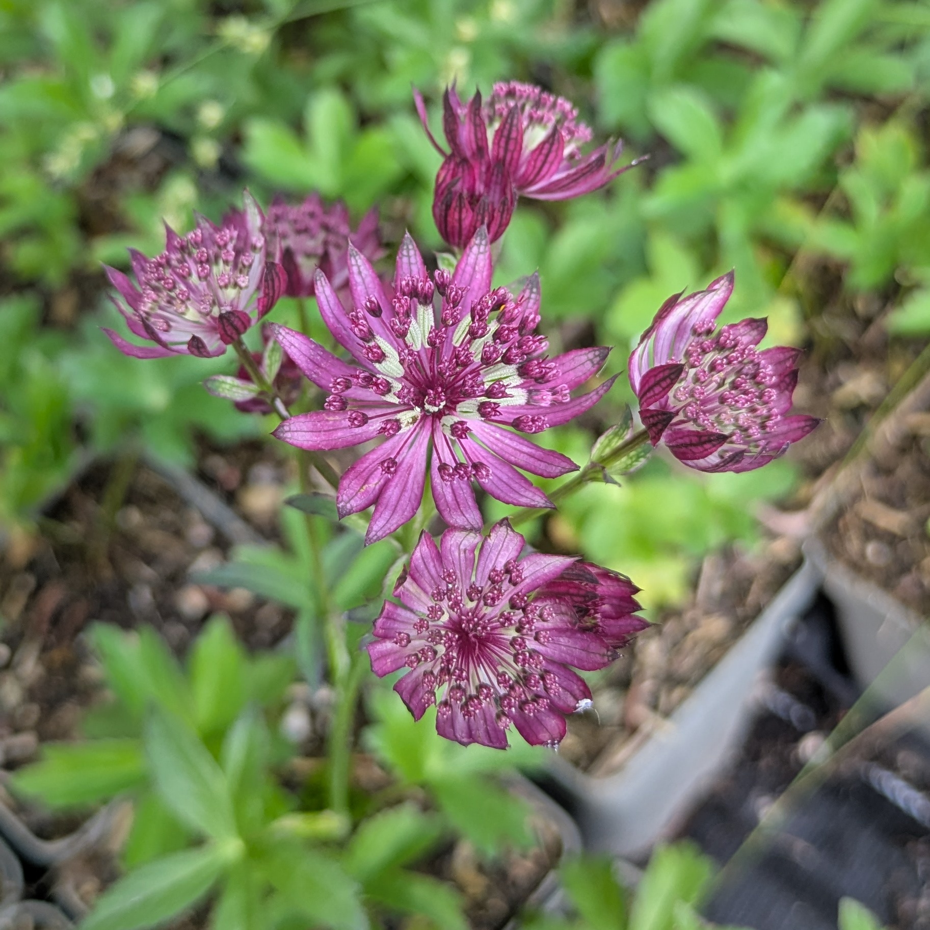 Astrantia major 'Night Owl'